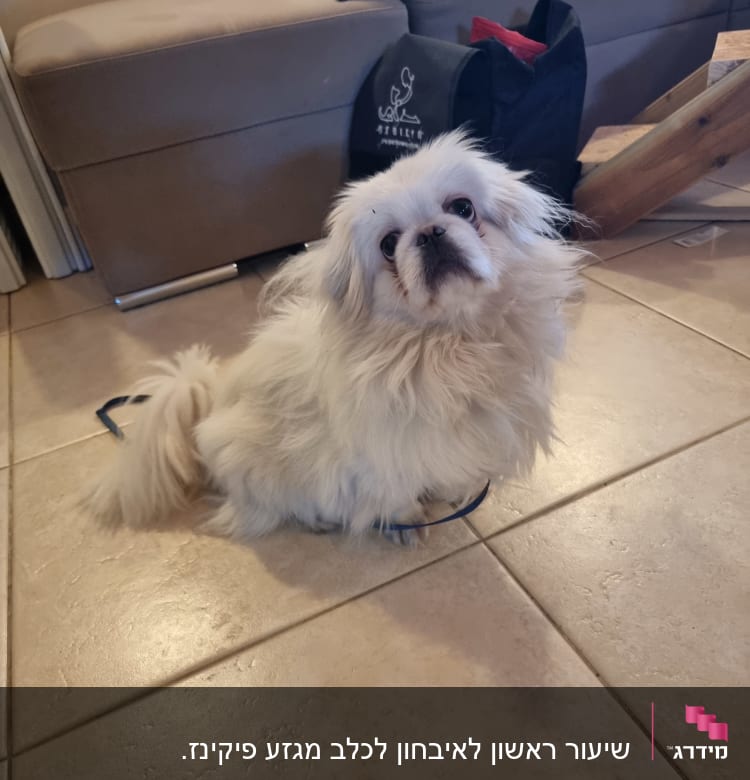 כלב קטן עם רצועה על רצפה בבית